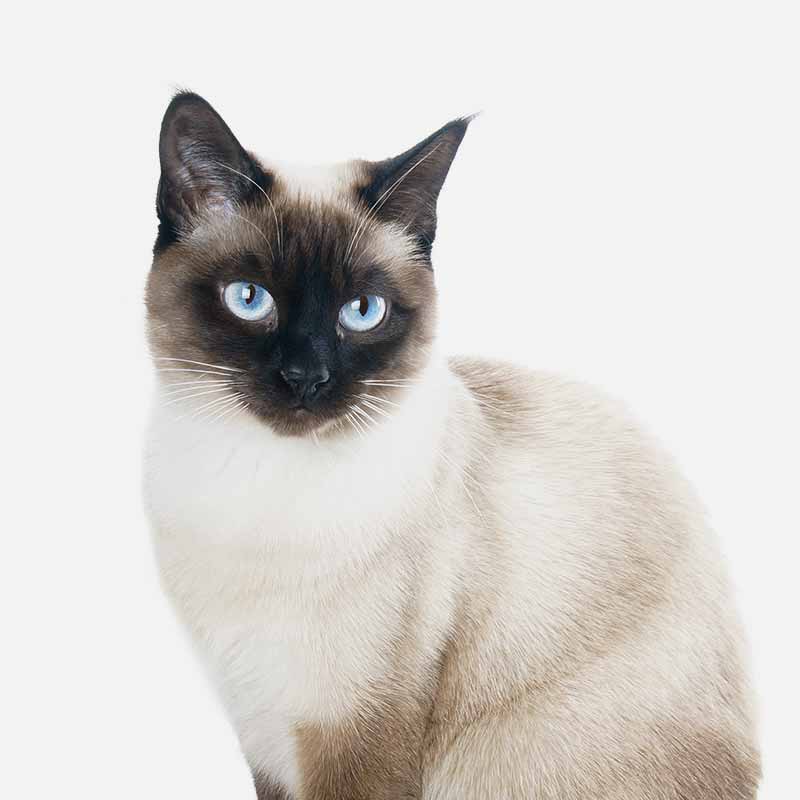 Siamese